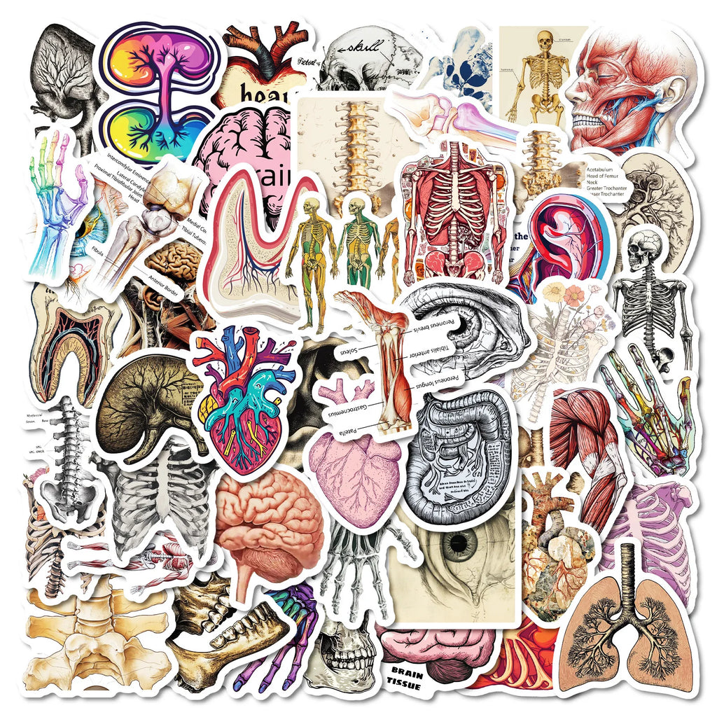 10/25/50 Stück Anatomie des menschlichen Körpers Physiologie Aufkleber Graffiti für DIY Scrapbooking Telefon Laptop Gitarre Koffer Auto Skateboard