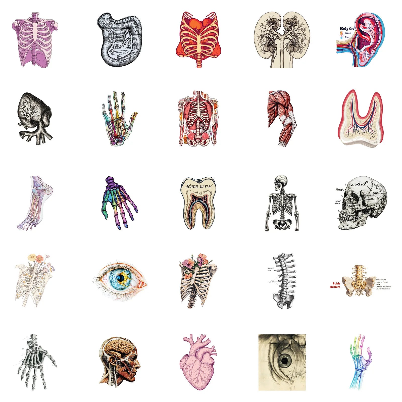 10/25/50 Stück Anatomie des menschlichen Körpers Physiologie Aufkleber Graffiti für DIY Scrapbooking Telefon Laptop Gitarre Koffer Auto Skateboard