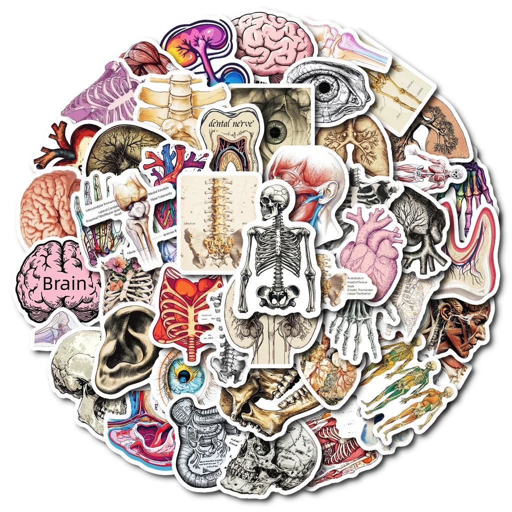 10/25/50 Stück Anatomie des menschlichen Körpers Physiologie Aufkleber Graffiti für DIY Scrapbooking Telefon Laptop Gitarre Koffer Auto Skateboard