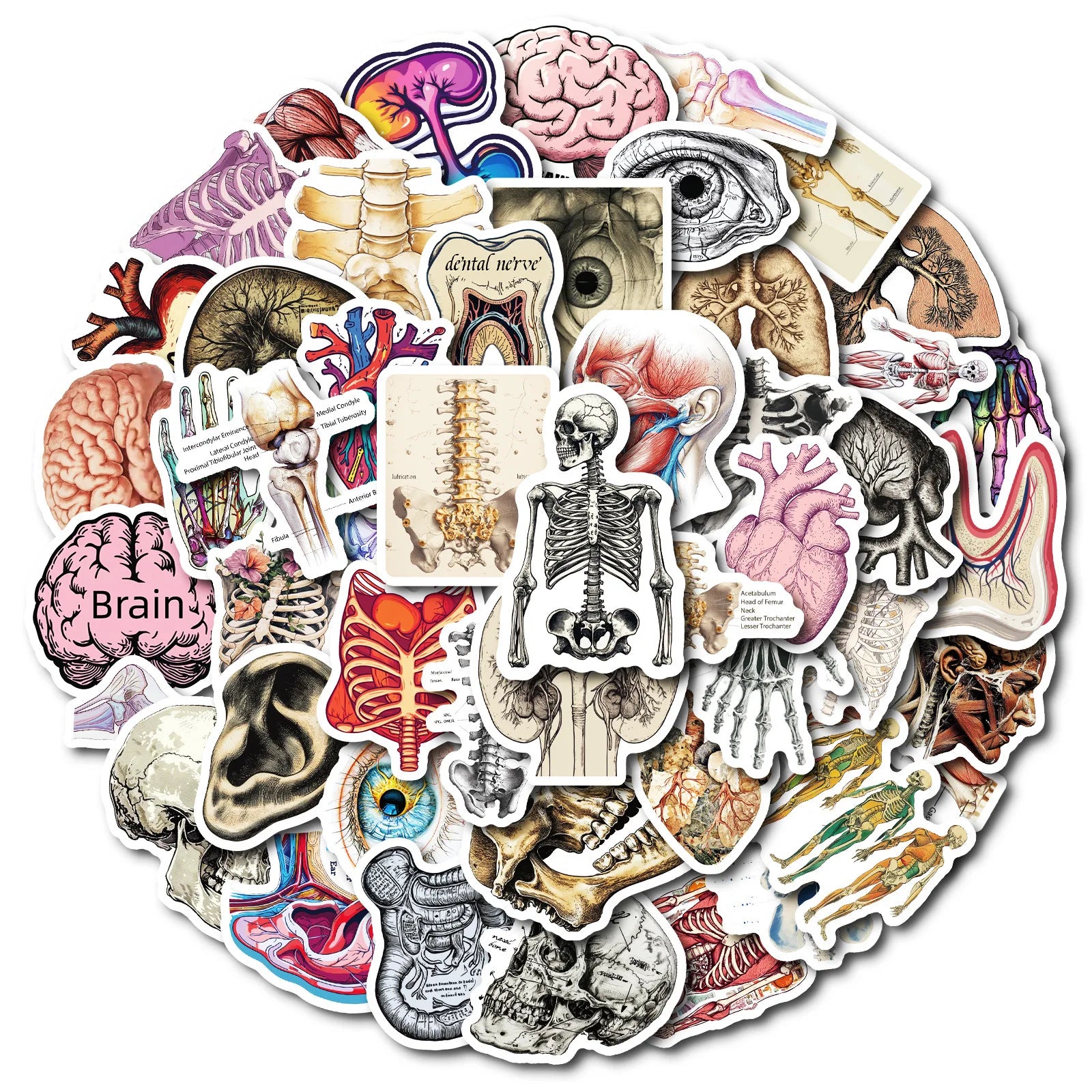 10/25/50 Stück Anatomie des menschlichen Körpers Physiologie Aufkleber Graffiti für DIY Scrapbooking Telefon Laptop Gitarre Koffer Auto Skateboard