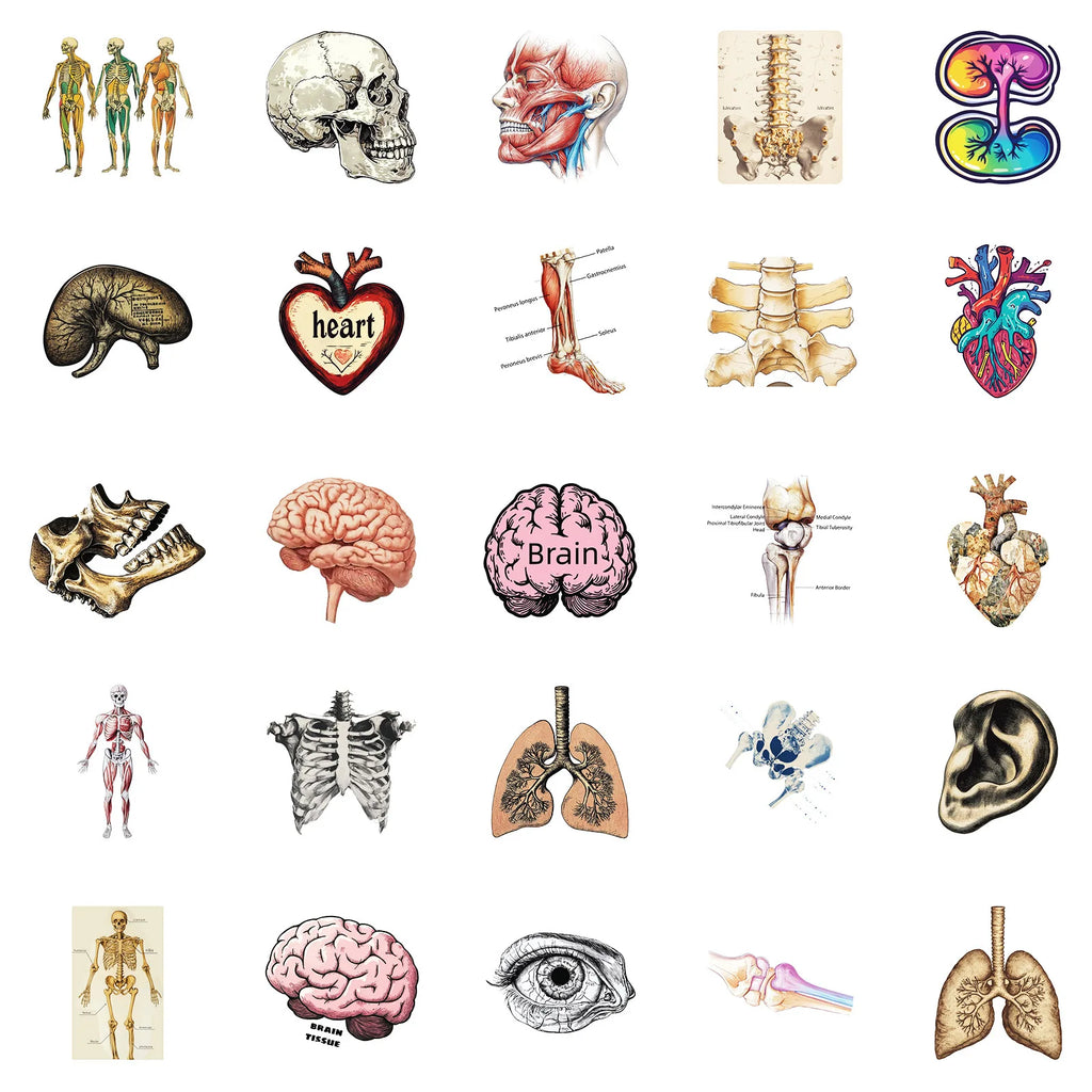 10/25/50 Stück Anatomie des menschlichen Körpers Physiologie Aufkleber Graffiti für DIY Scrapbooking Telefon Laptop Gitarre Koffer Auto Skateboard