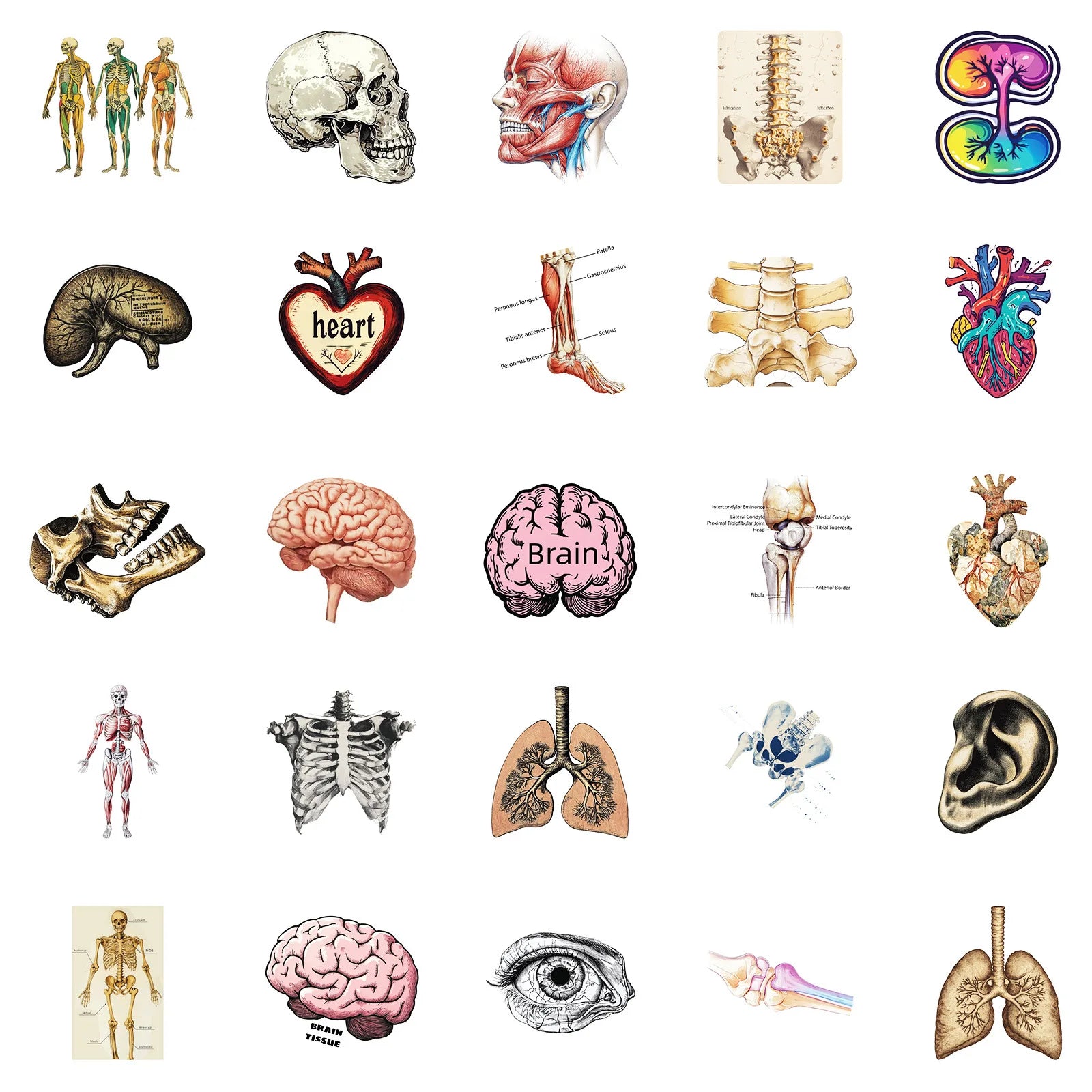 10/25/50 Stück Anatomie des menschlichen Körpers Physiologie Aufkleber Graffiti für DIY Scrapbooking Telefon Laptop Gitarre Koffer Auto Skateboard