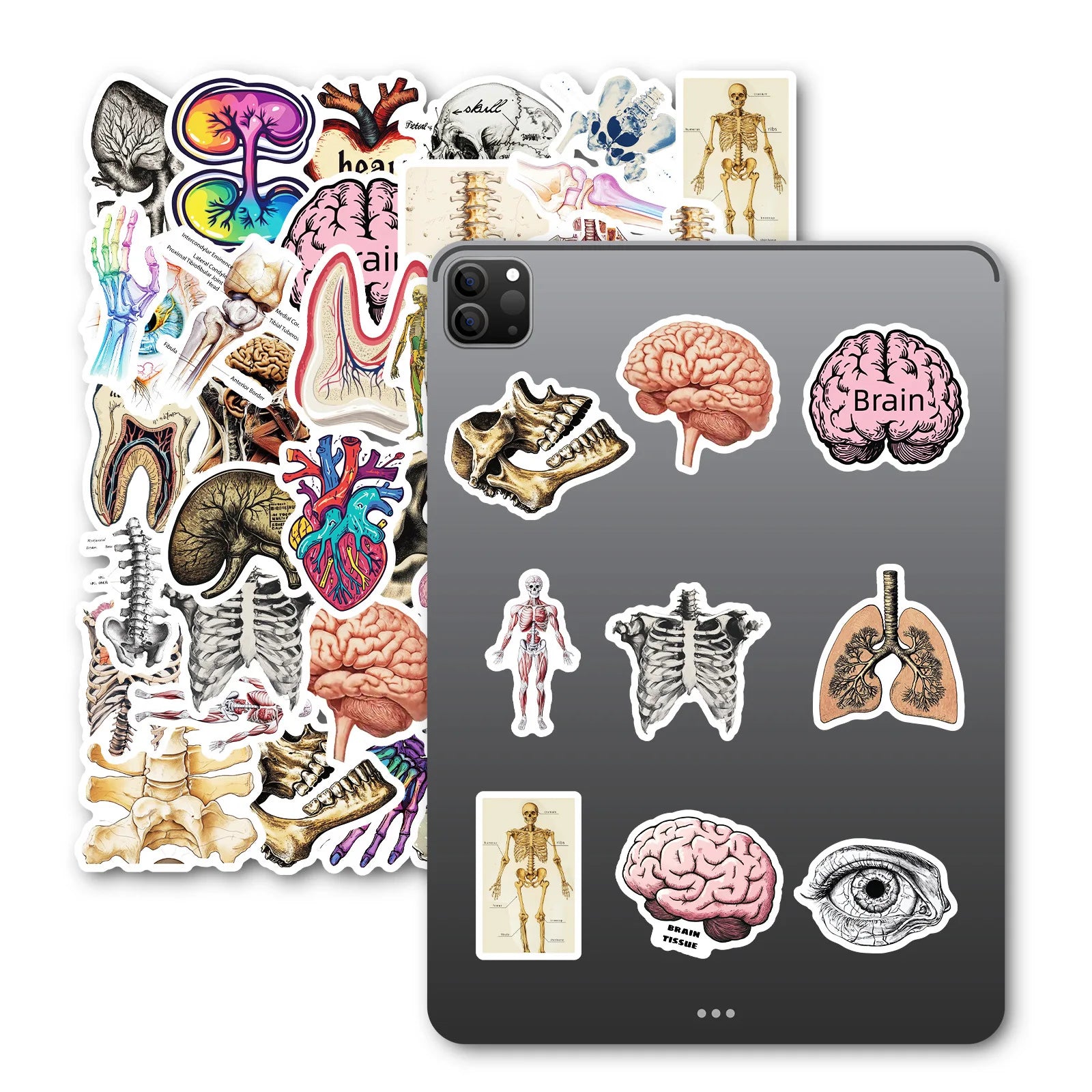 10/25/50 Stück Anatomie des menschlichen Körpers Physiologie Aufkleber Graffiti für DIY Scrapbooking Telefon Laptop Gitarre Koffer Auto Skateboard
