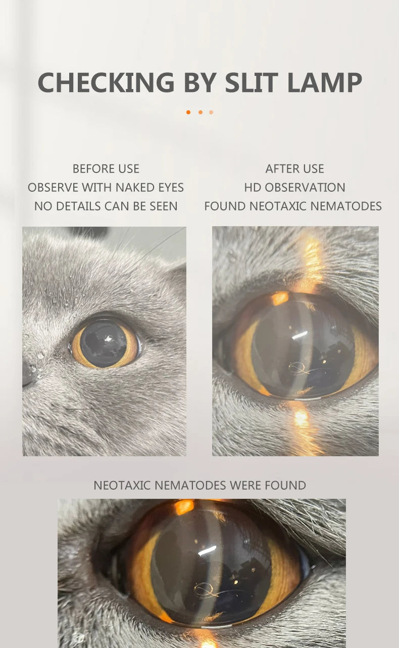 Tragbare Handspaltlampe für Tierärzte zur Untersuchung von Hunden, Katzen und Pferden: Katarakt, Hornhaut, Augenlid, Sklera, Iris
